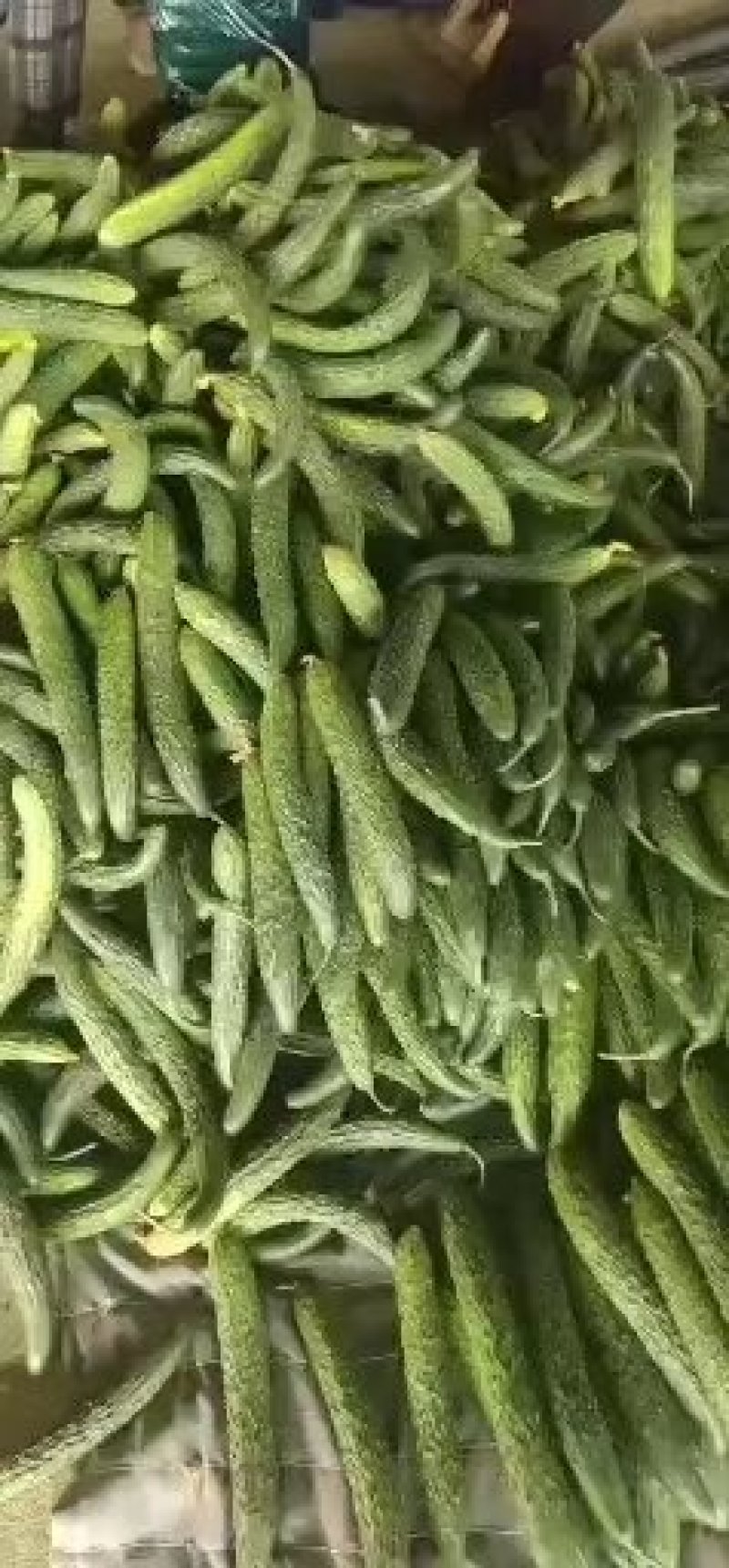 精品密刺黄瓜，德瑞特黄瓜，支持线上交易，实地看货产地直发