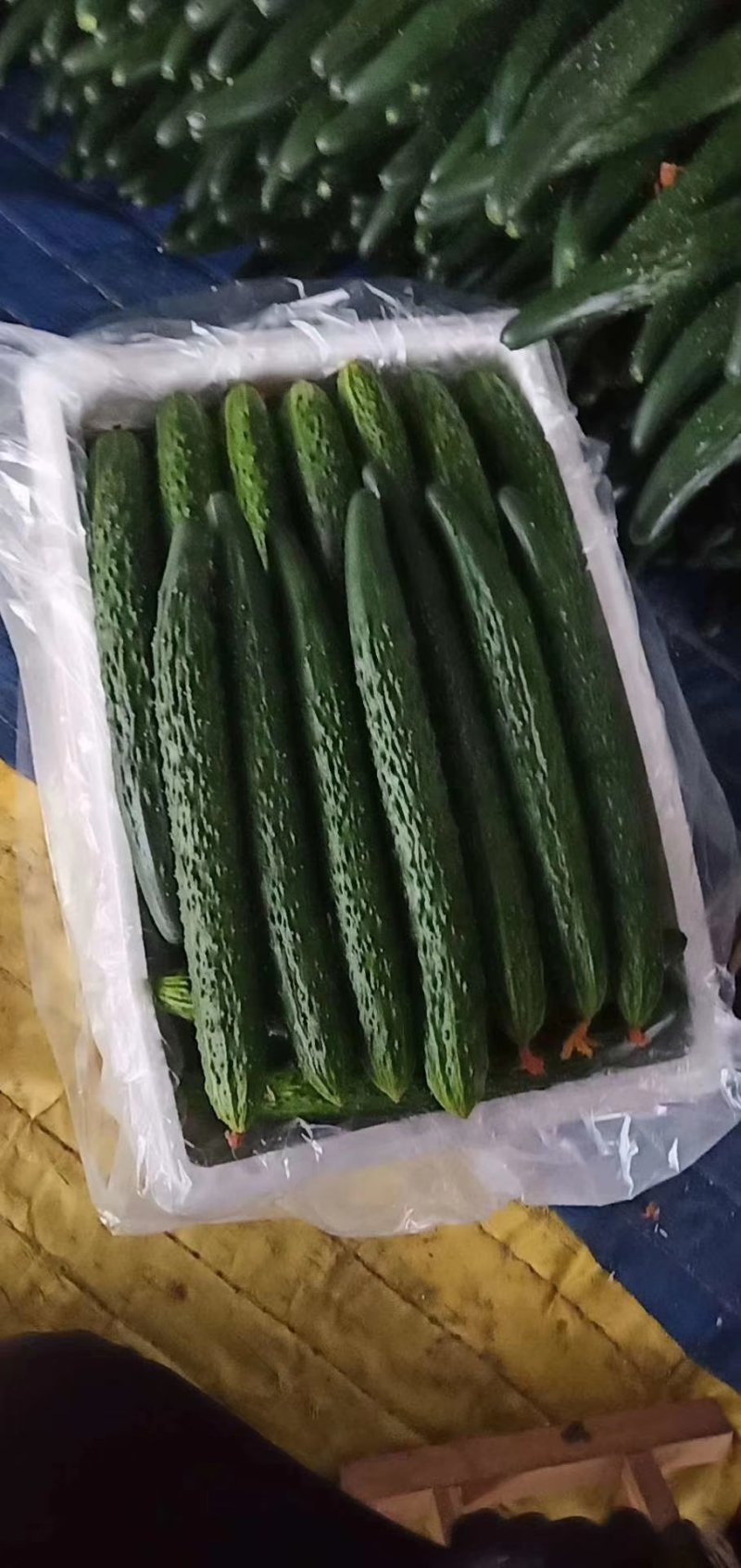 精品密刺黄瓜，德瑞特黄瓜，支持线上交易，实地看货产地直发