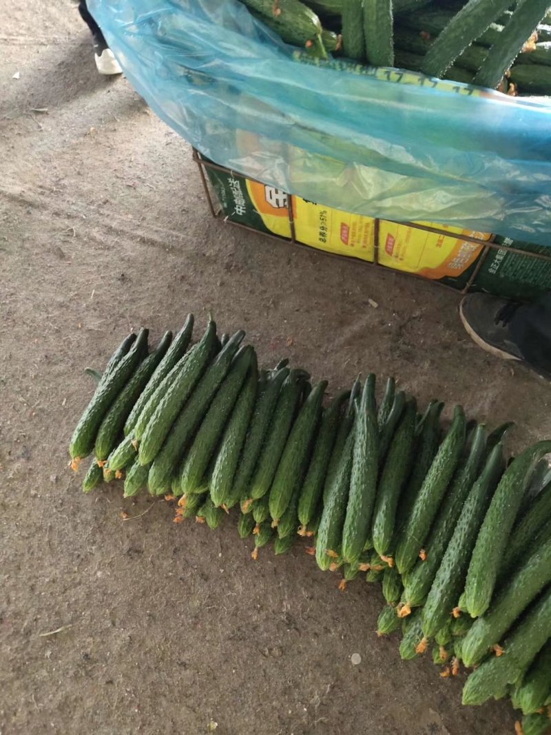 精品密刺黄瓜，德瑞特黄瓜，支持线上交易，实地看货产地直发