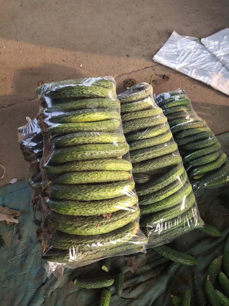 精品密刺黄瓜，德瑞特黄瓜，支持线上交易，实地看货产地直发