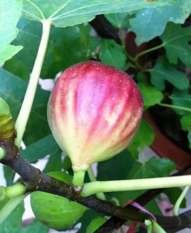 无花果苗大小规格齐全欢迎选购放心苗