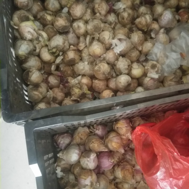 风信子十个颜色水培土培的可以种球饱满颜色鲜艳