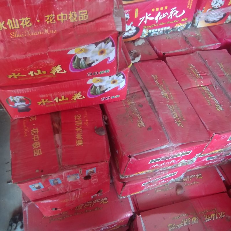 水仙花，全新种球，种球个大