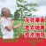 无花果苗大小规格齐全欢迎选购放心苗