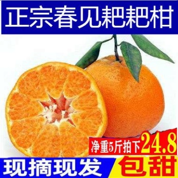 四川蒲江春见耙耙柑丑橘不知火丑柑丑八怪橘子各种规一件代发
