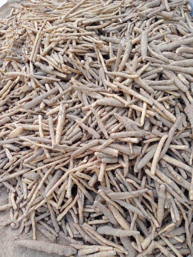 小白嘴