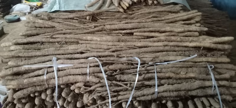 小白嘴小山药