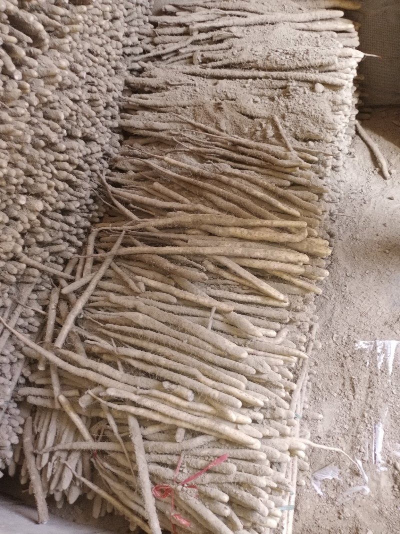 小白嘴小山药