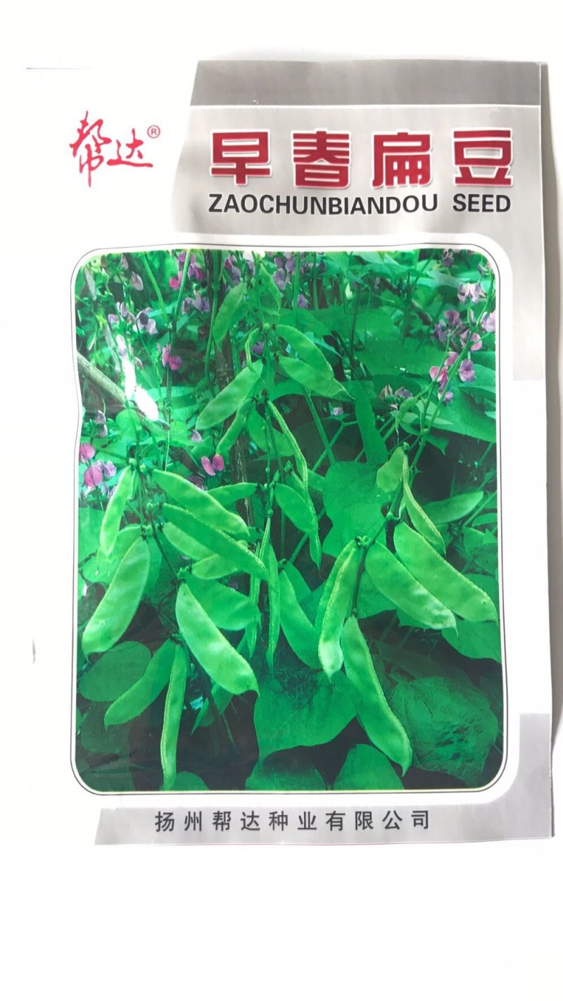 帮达早春扁豆种子早熟高产鲜荚绿白色