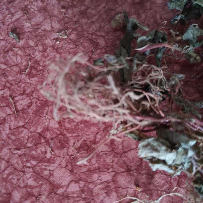 福建本地野生干货风鼓草风骨