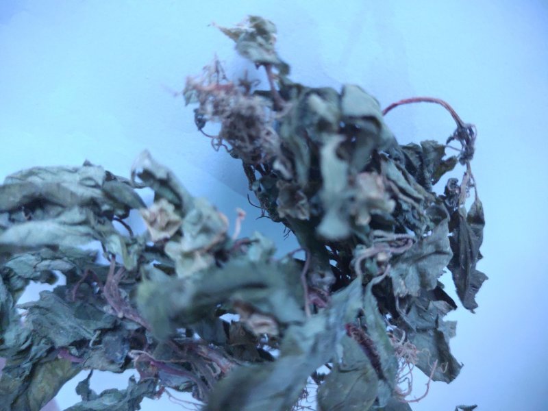 福建本地野生干货风鼓草风骨