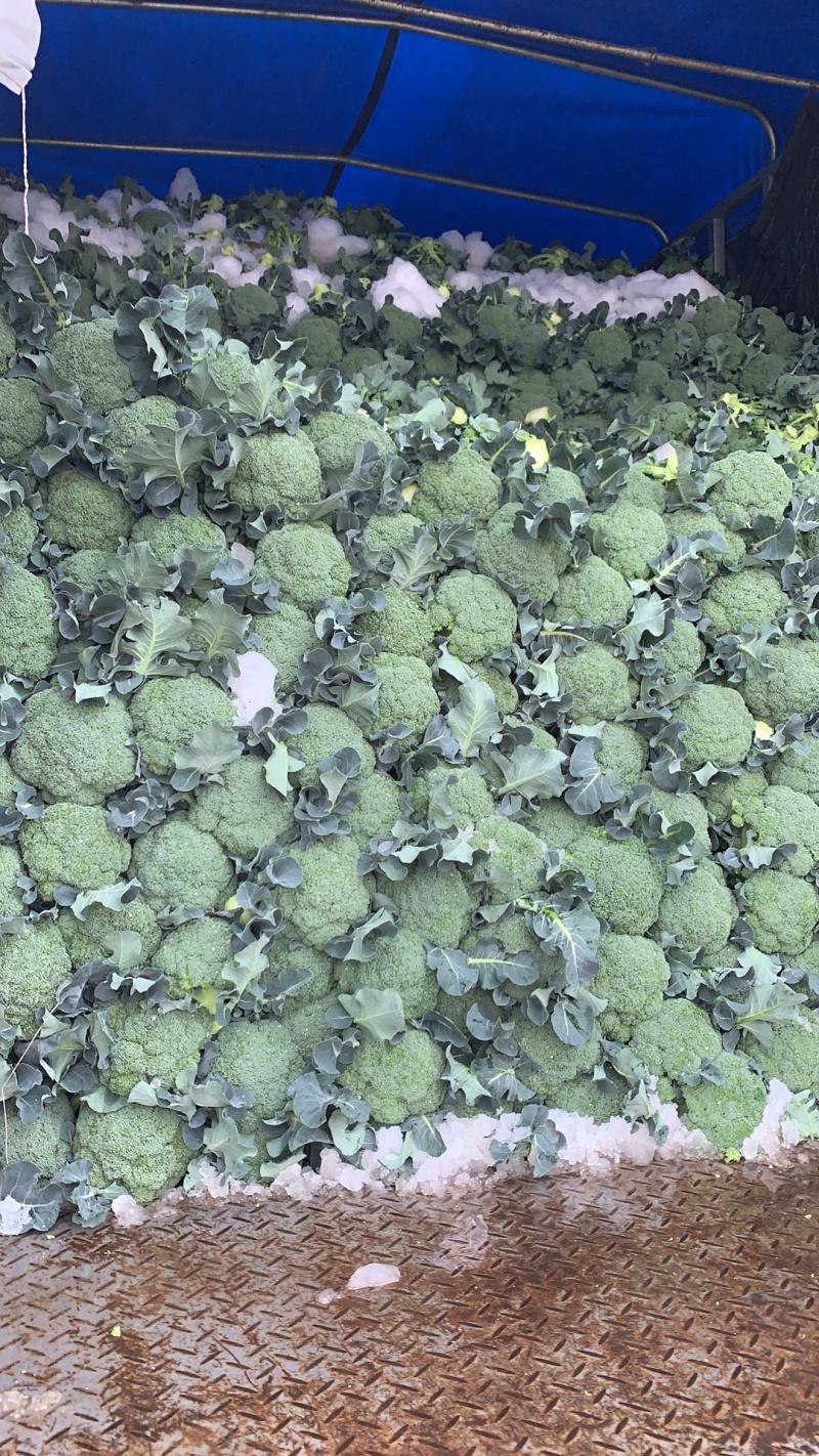 🥦精品西兰花🥦基地直供🥦欢迎咨询。
