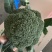 🥦精品西兰花🥦基地直供🥦欢迎咨询。