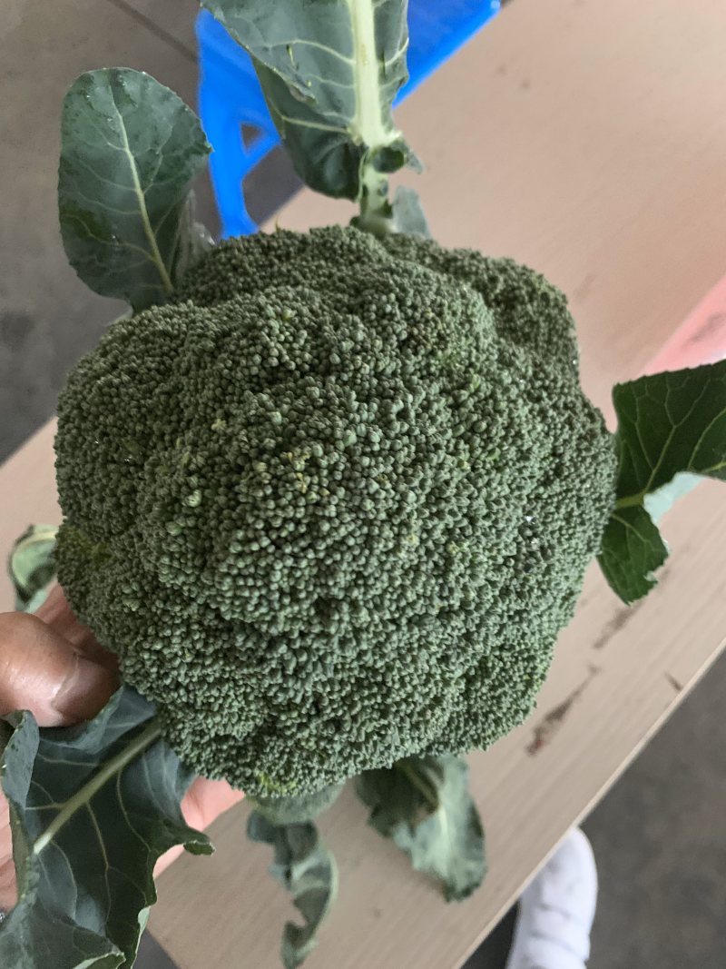 🥦精品西兰花🥦基地直供🥦欢迎咨询。