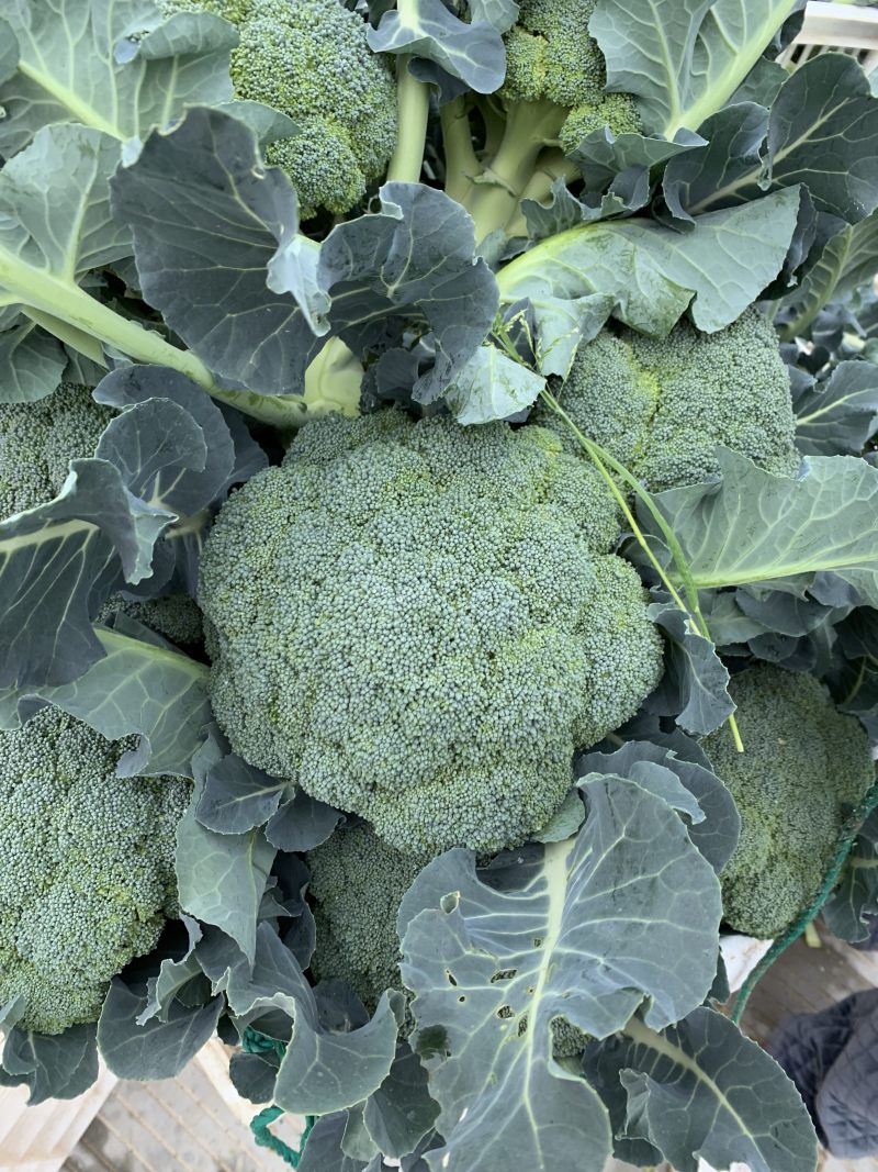 🥦精品西兰花🥦基地直供🥦欢迎咨询。