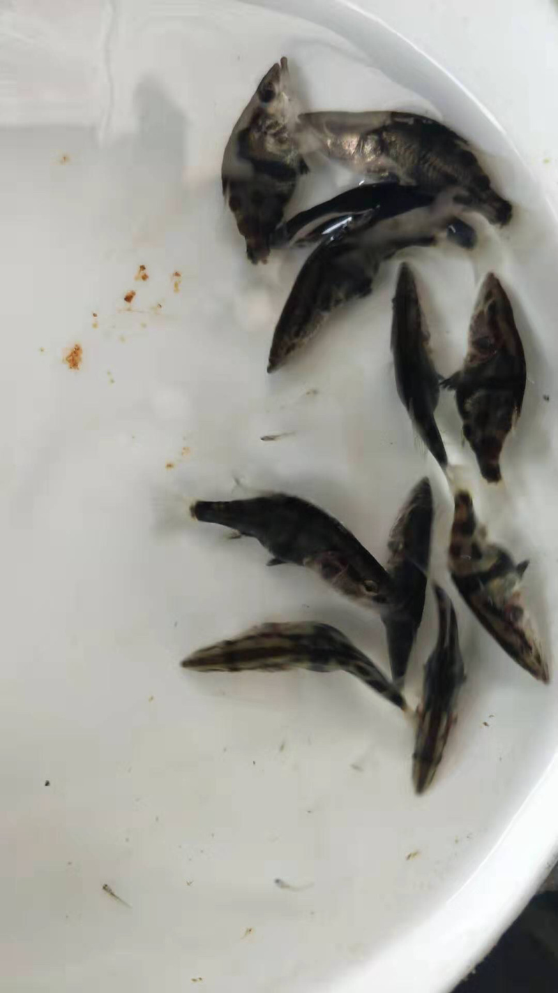 翘嘴桂鱼苗淡水养殖