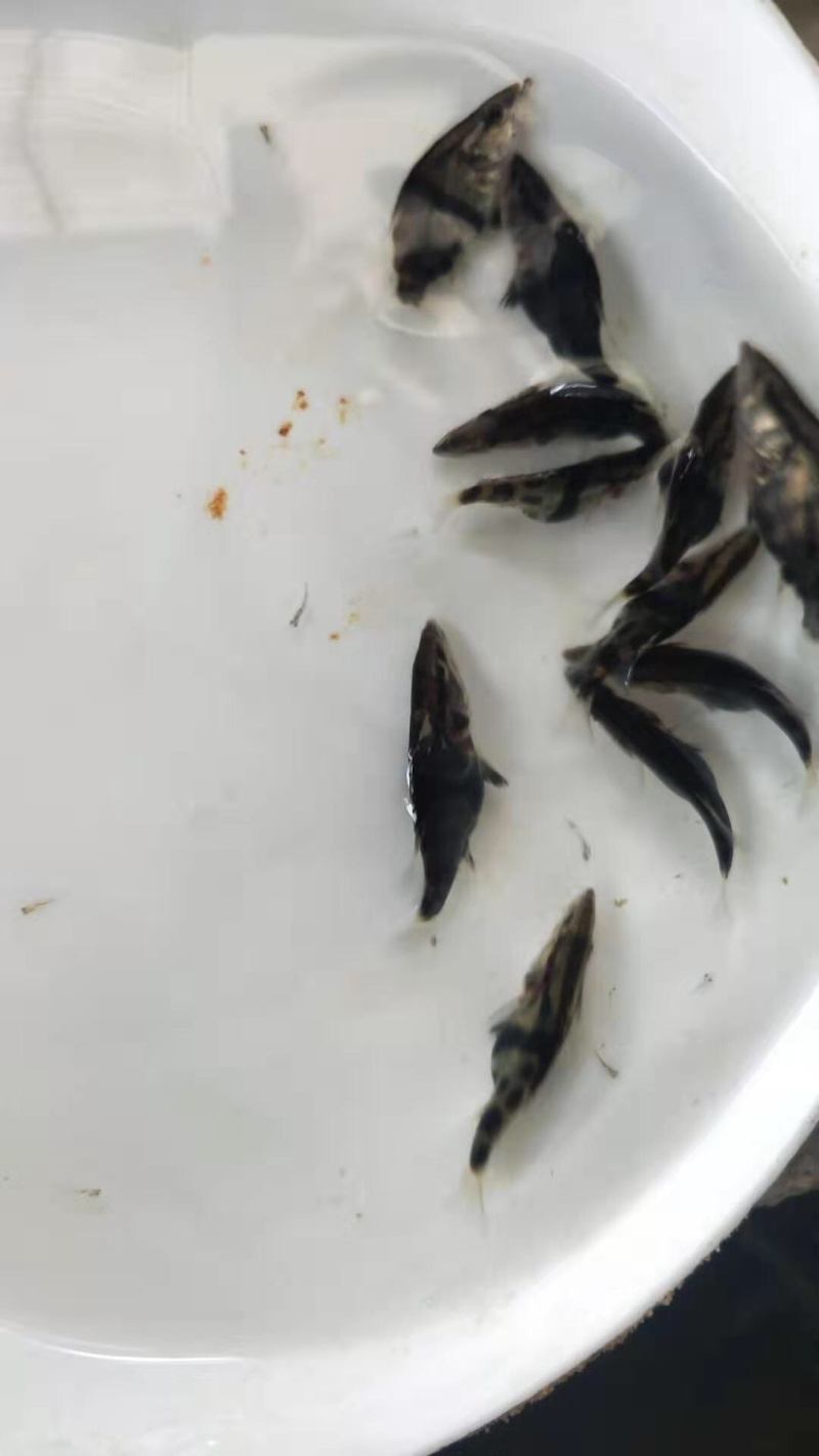 翘嘴桂鱼苗淡水养殖