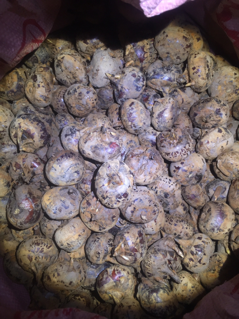 桂林瑶乡阿新农产品马蹄(荸荠）自产自销，零售批发欢迎订购