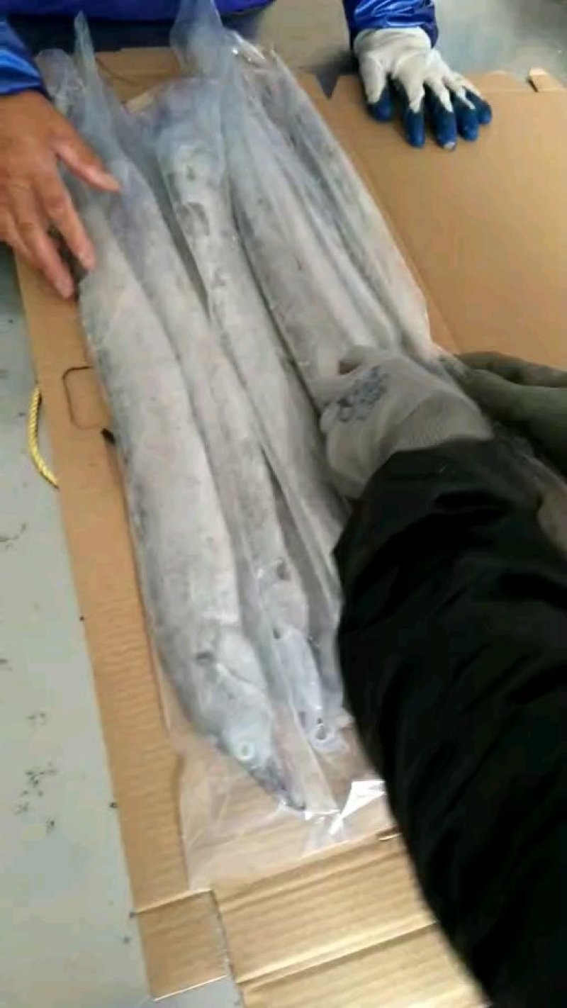 冻带鱼条冻带鱼单冻带鱼