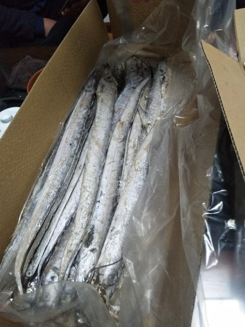 冻带鱼条冻带鱼单冻带鱼