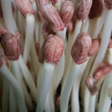 常年出售花生芽，，，，