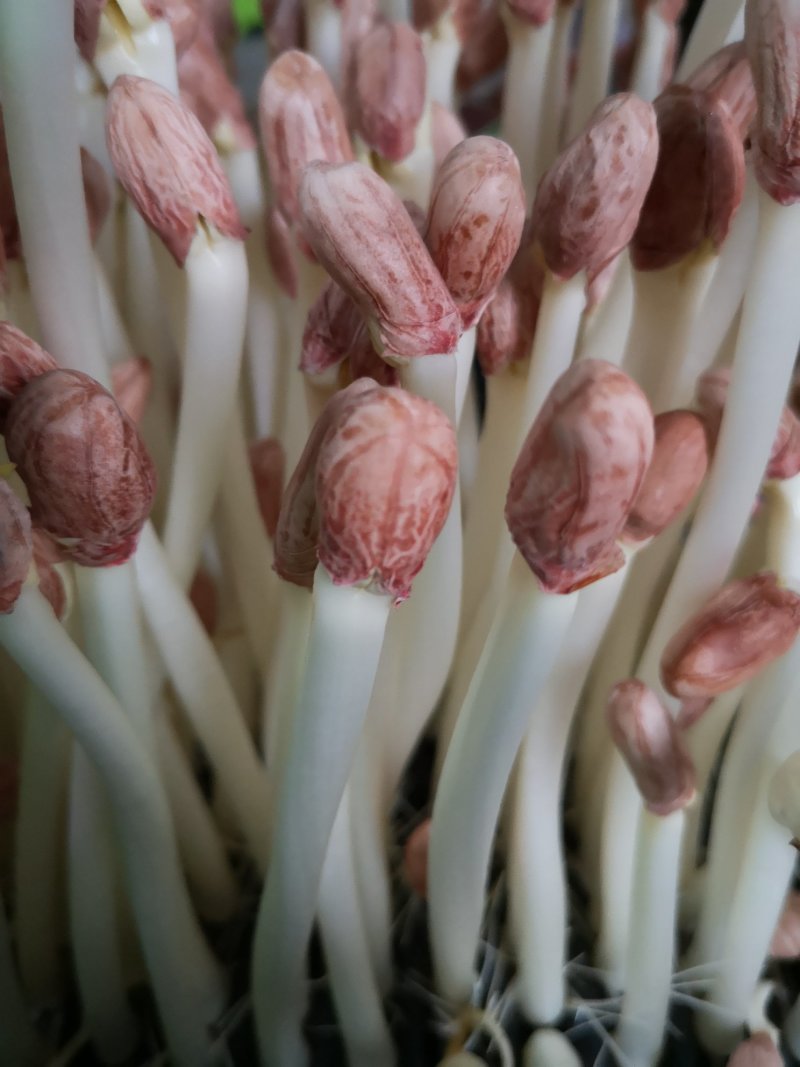 常年出售花生芽，，，，