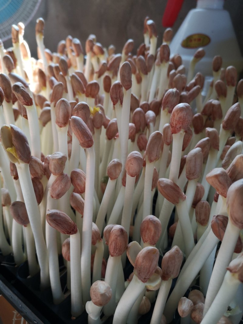 常年出售花生芽，，，，