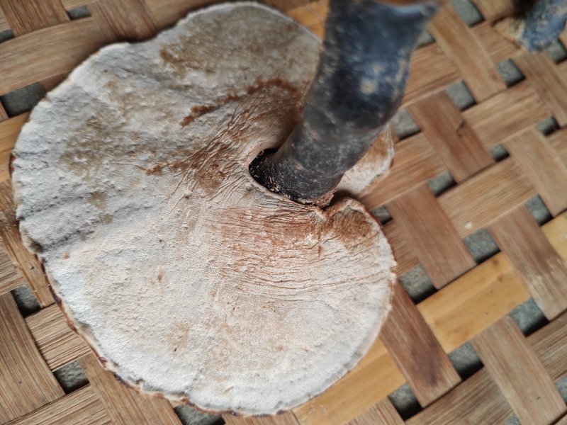 黑灵芝野生自然晒整棵干货统货