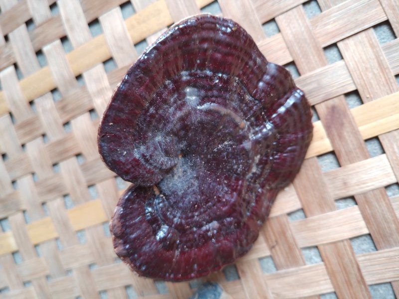 黑灵芝野生自然晒整棵干货统货
