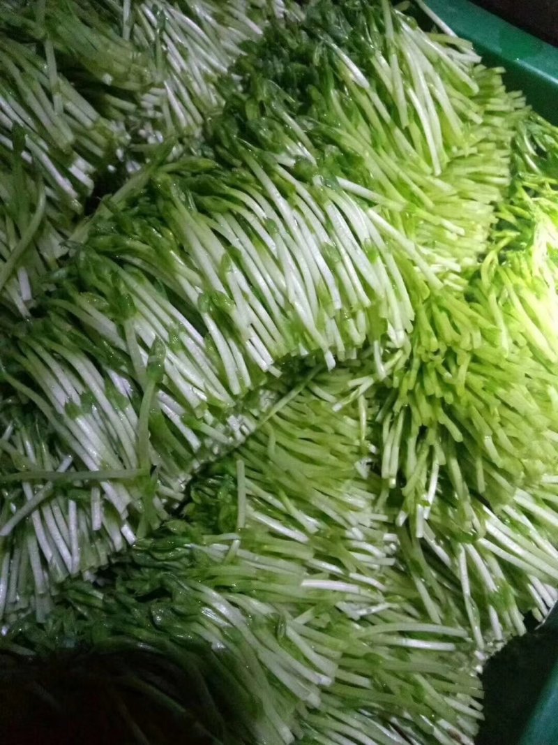 豌豆苗，常年出售豌豆苗新鲜有机健康