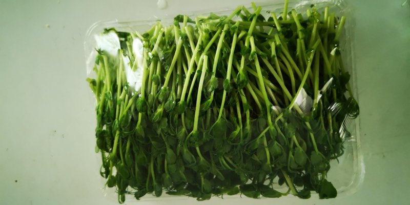豌豆苗，常年出售豌豆苗新鲜有机健康
