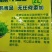 豌豆苗，常年出售豌豆苗新鲜有机健康