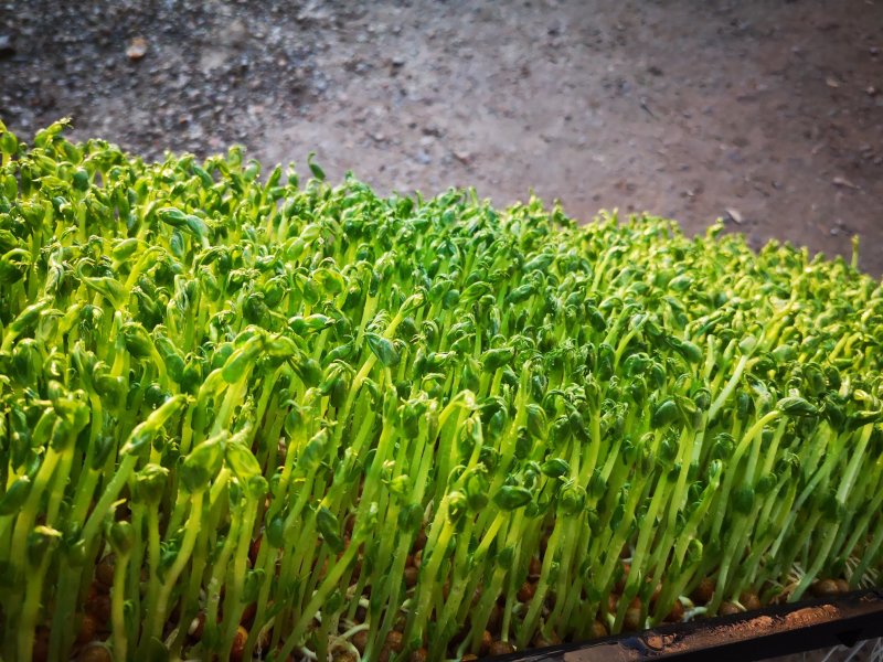 豌豆苗，常年出售豌豆苗新鲜有机健康