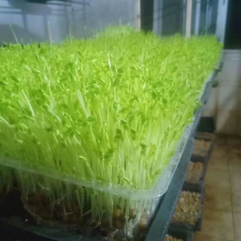 豌豆苗，常年出售豌豆苗新鲜有机健康