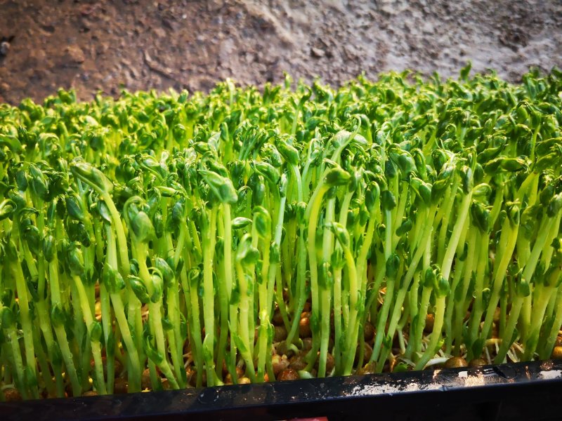 豌豆苗，常年出售豌豆苗新鲜有机健康