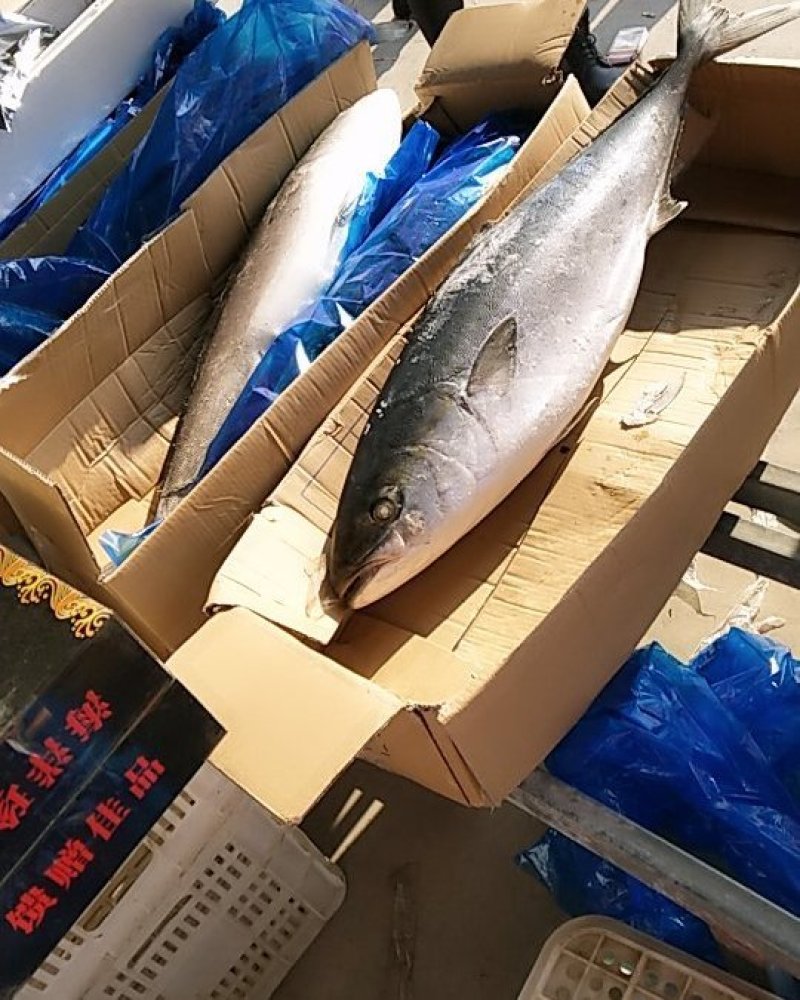 黄金鲃