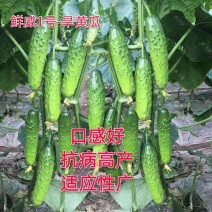 旱黄瓜种子荷兰全雌节节有瓜水果黄瓜种孑小黄瓜种籽