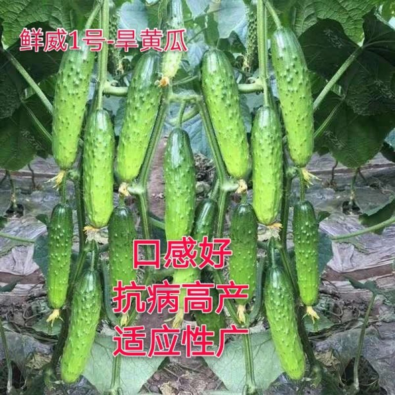 旱黄瓜种子荷兰全雌节节有瓜水果黄瓜种孑小黄瓜种籽