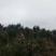山茶油