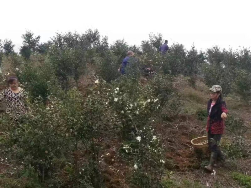 山茶油