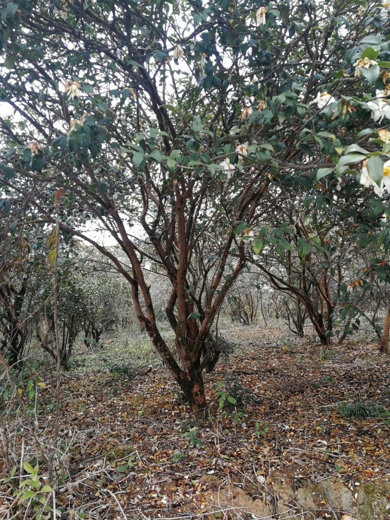 山茶树