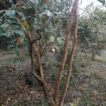 山茶树
