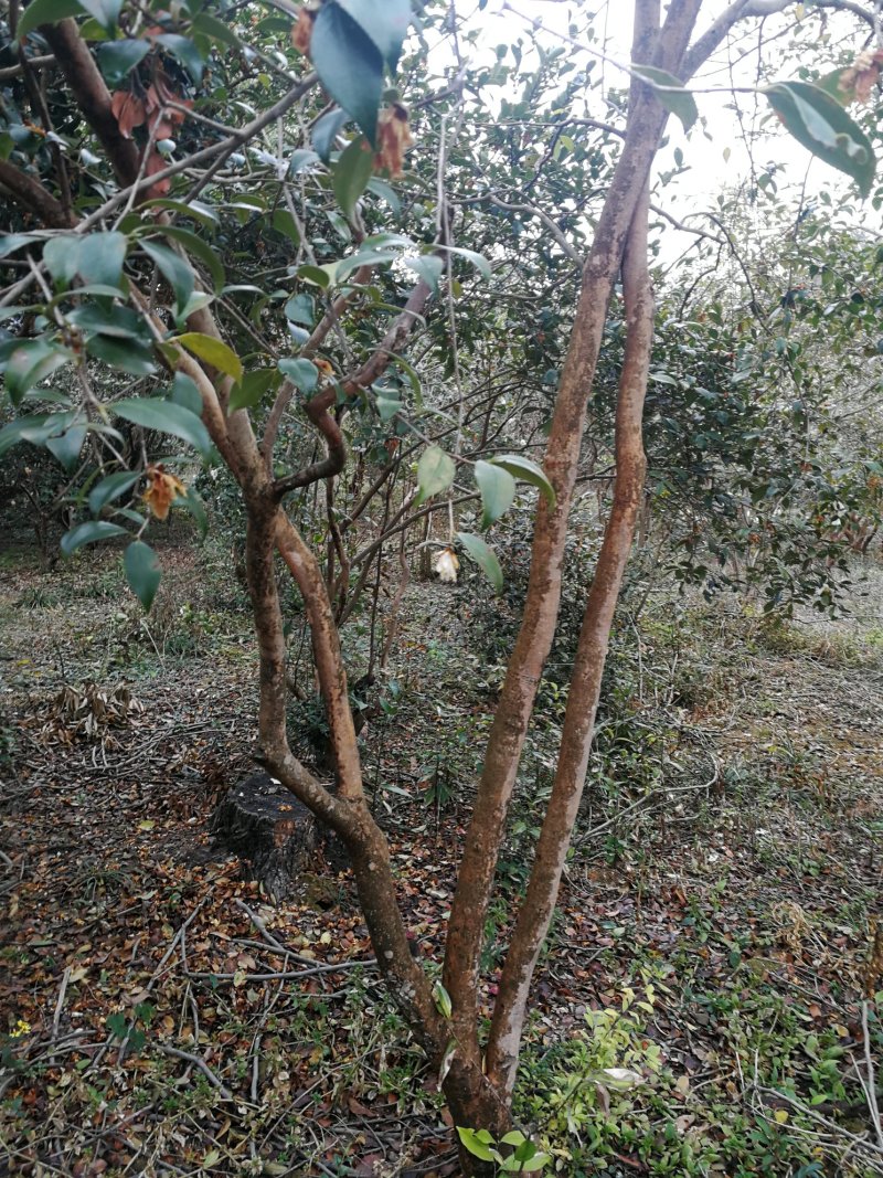 山茶树