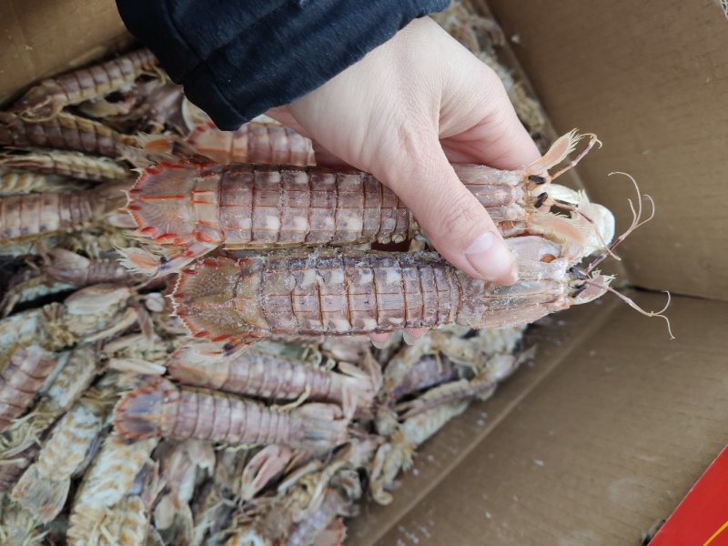 皮皮虾琵琶虾食用冻虾熟冻皮皮虾一手货一件代发