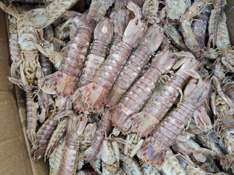 皮皮虾琵琶虾食用冻虾熟冻皮皮虾一手货一件代发
