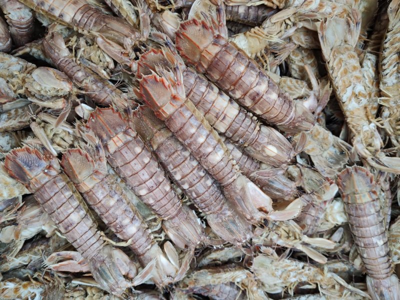 皮皮虾琵琶虾食用冻虾熟冻皮皮虾一手货一件代发