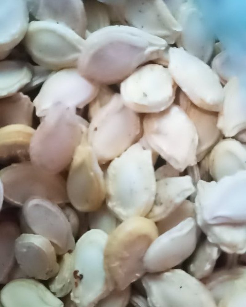 四川双边冬瓜子，无流净货，色佳，保证质量，