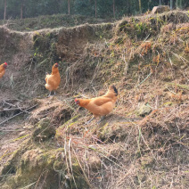 我自己爸妈养的土鸡，飞天乌鸡