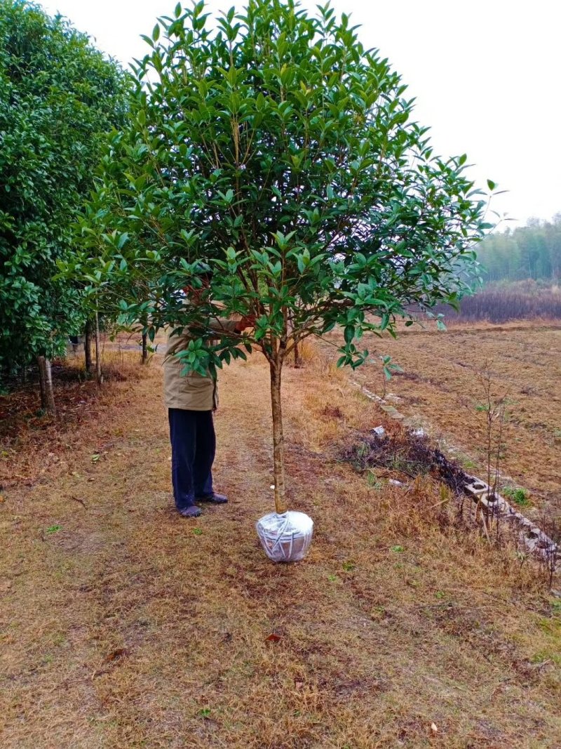 桂花树苗桂花苗绿化八月桂金桂种植黄金桂花树不断四季桂八月