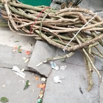 新鲜赤苍藤粗条
